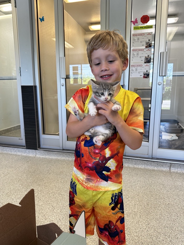 Smiling young boy holds a small grey and white kitten inside an animal centre adoption area.