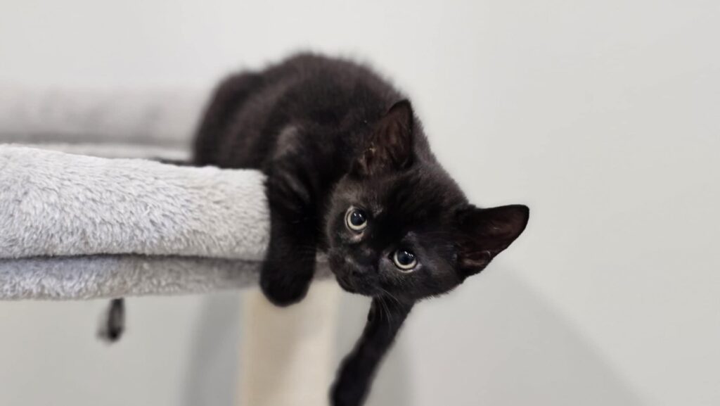 Small black kitten lying on a grey cat tree, stretching one paw downward while looking directly at the camera.
