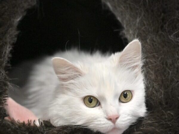 cat in bed
