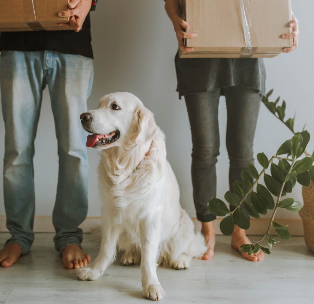 Dog sitting in between two people holding moving boxes