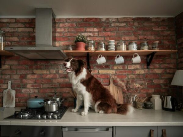 dog on counter