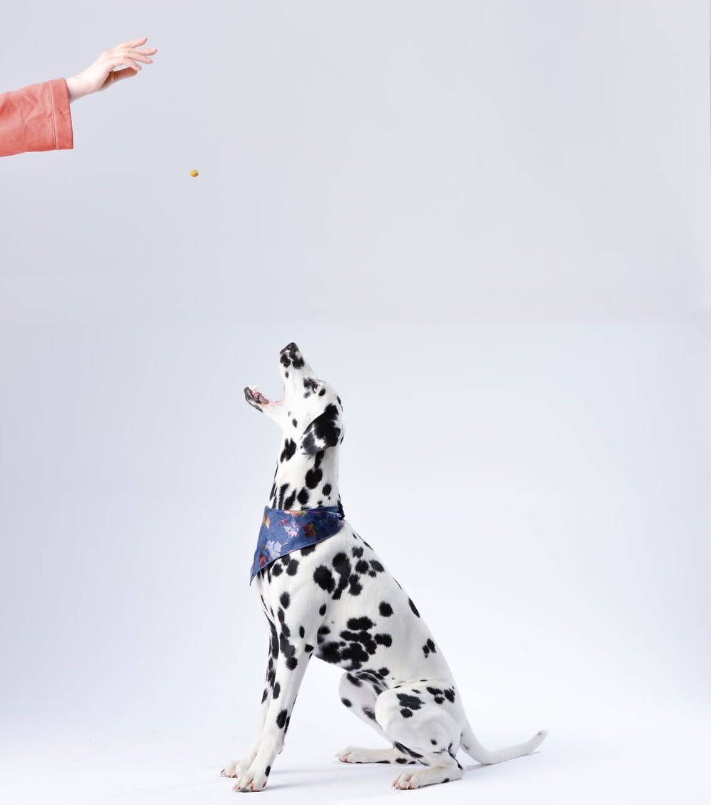 Positive reinforcement training helps dogs be their best