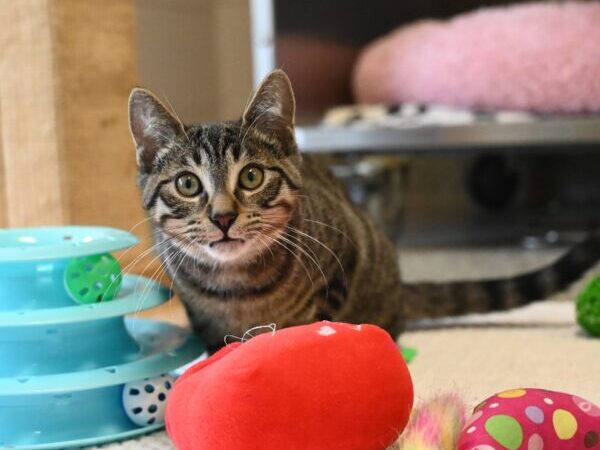 cat with toy