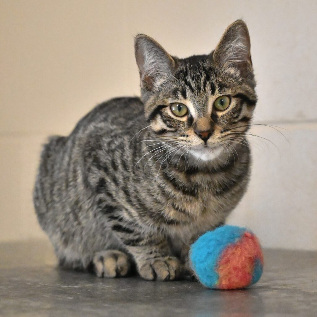 Tabby kitten with green eyes sitting beside a blue and orange toy ball