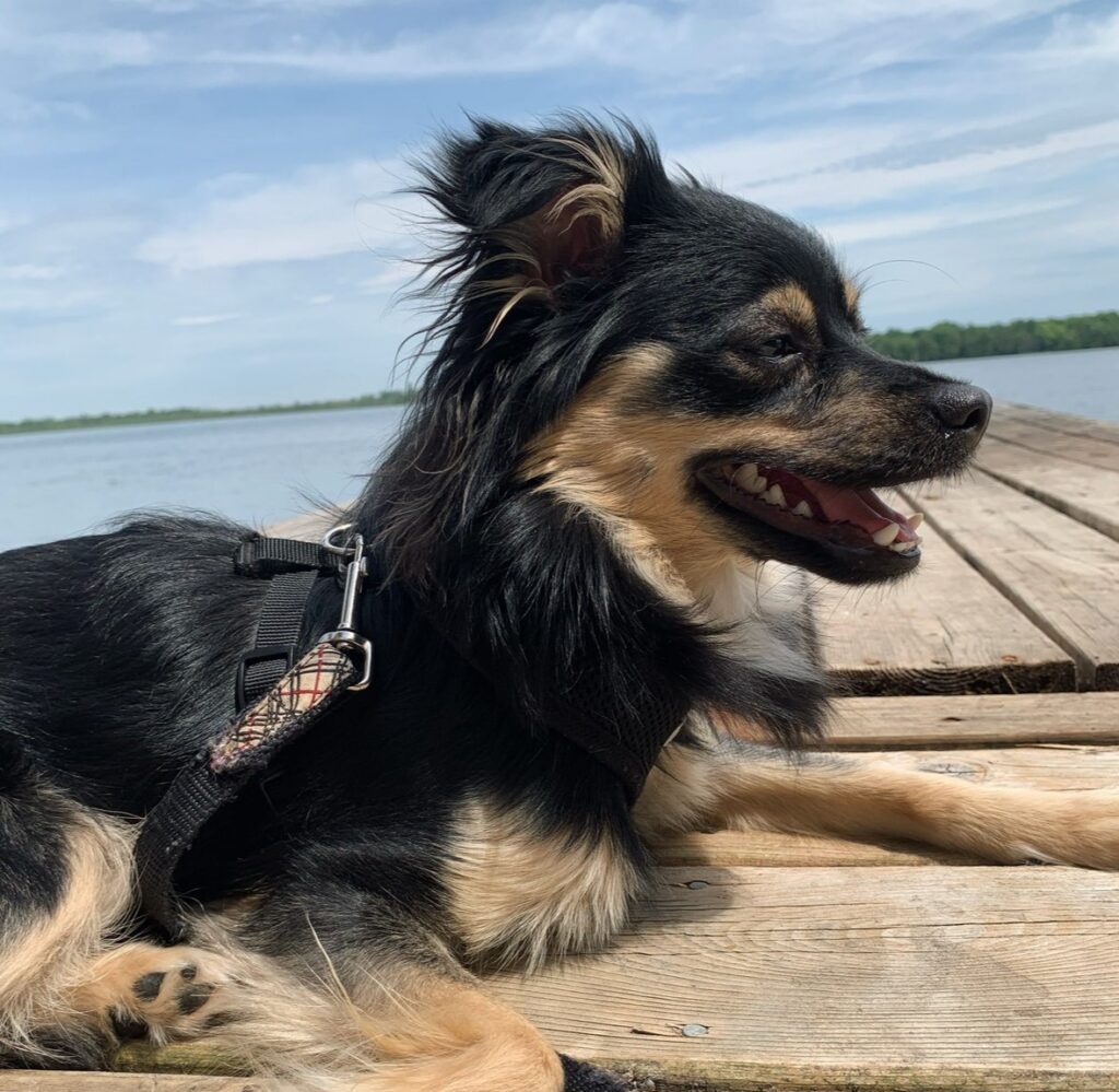 A small black and tan dog wearing a harness relaxes on a wooden dock beside a lake, looking out across the water on a sunny day.
