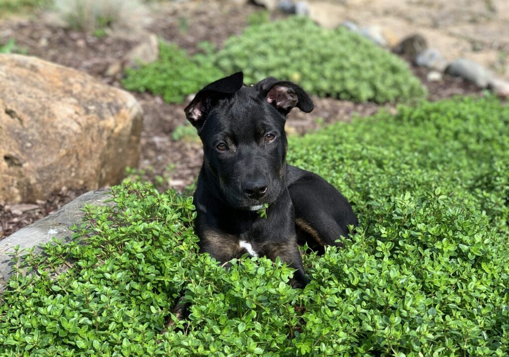 Black puppy sitting in green shrubs outdoors,
