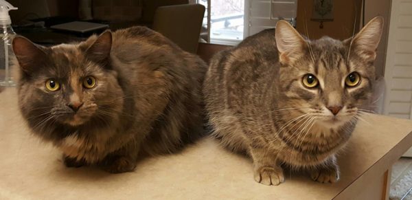 Two tabby cats sitting side by side on a kitchen counter, looking directly at the camera.