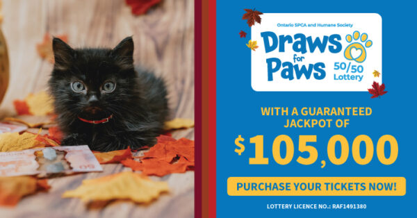 cute black kitten lottery banner