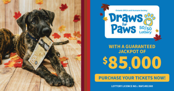 fall lottery dog with cash in mouth