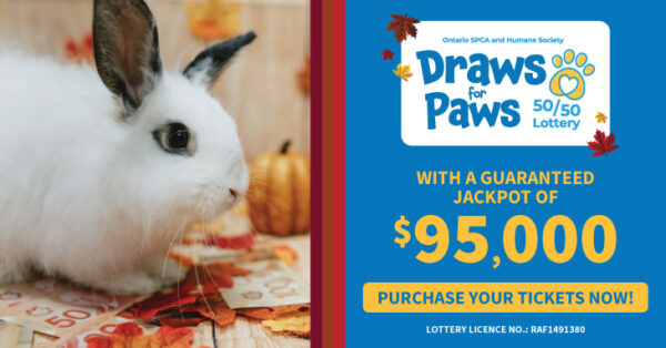 white bunny fall lotto