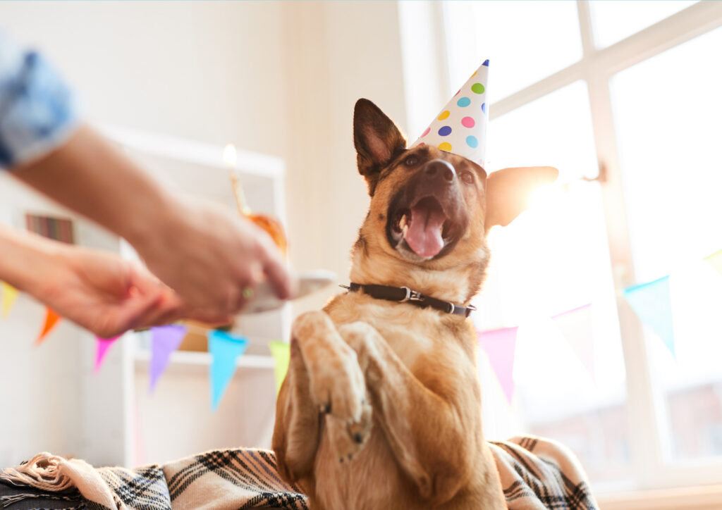 Brown dog wearing a colorful polka dot party hat, sitting upright with front paws raised, looking excited as a person presents a treat on a small plate, with colorful bunting in the background