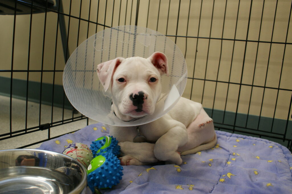 White puppy with a cone collar resting on a purple blanket with yellow star patterns inside a crate, with stitched surgical site on hind leg and colorful toys nearby