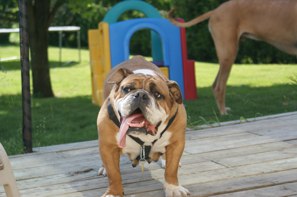 Brown and white English Bulldog standing on a wooden deck with its tongue out, in front of a colourful plastic play structure in a sunny backyard.