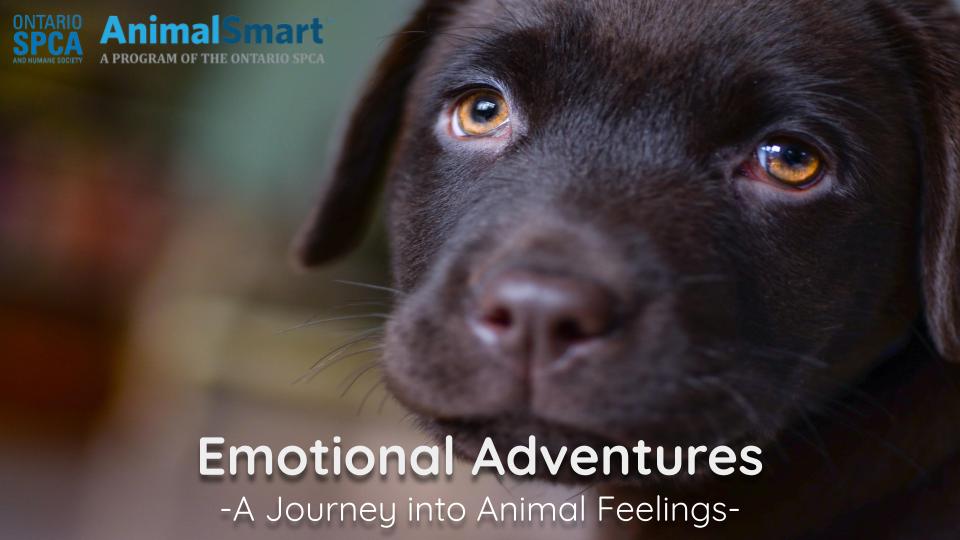 A brown puppy is close to and looking at the camera.