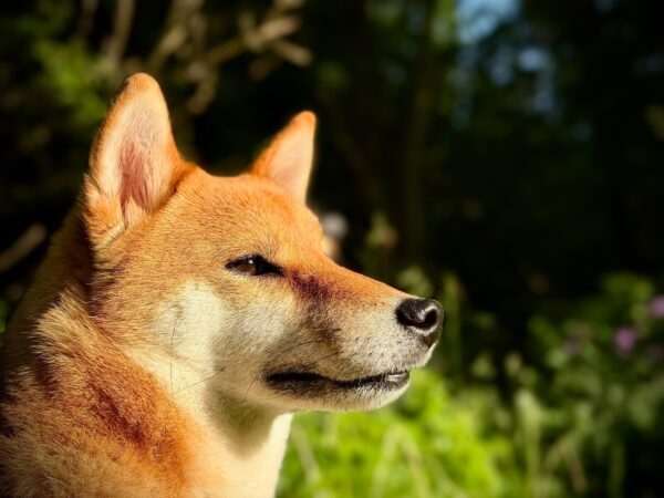 Sheba