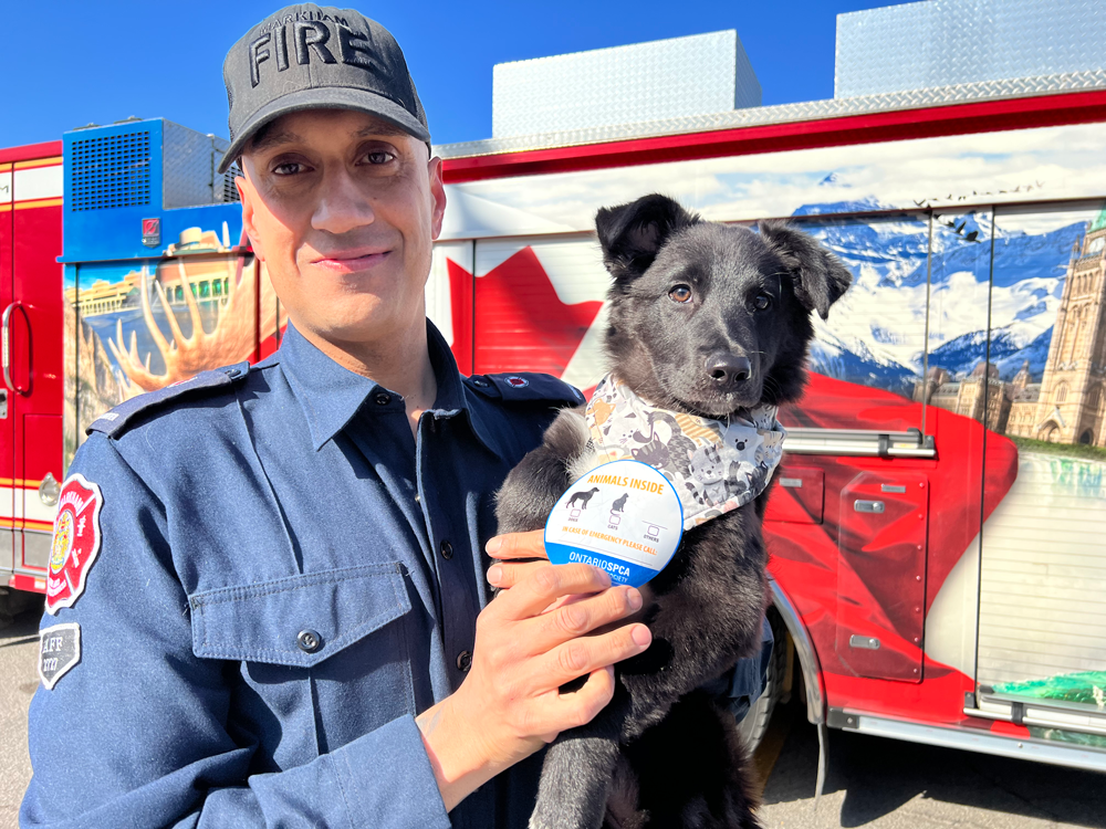Firefighter in uniform holding a black dog wearing an adoption bandana in front of a fire truck with Canadian-themed graphics