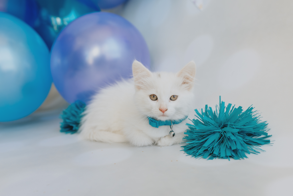White kitten wearing a blue collar with a bell, lying on a light surface next to a blue pom-pom toy, with blue and purple balloons in the background