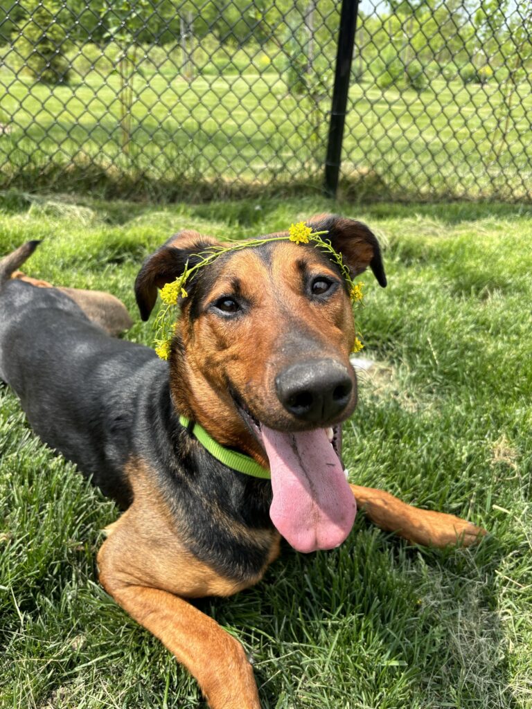 Brown and black dog wearing a green collar and a yellow flower crown, lying on the grass with tongue out