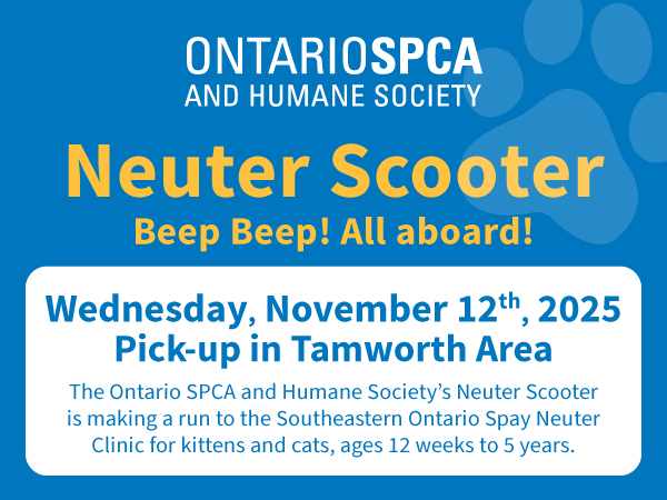 neuter scooter