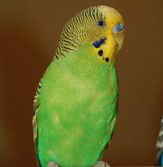 Green and yellow budgie