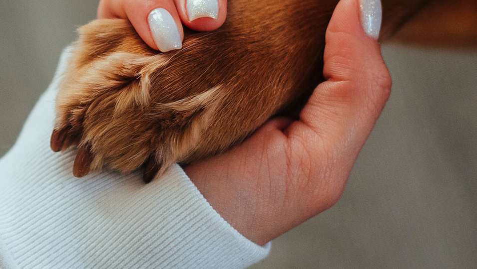 Close-up of a person gently holding a dog’s paw, symbolizing love, trust, and companionship.