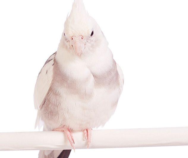 white cockatiel