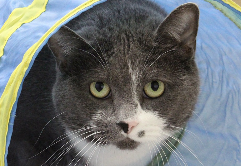 cat in a play tunnel