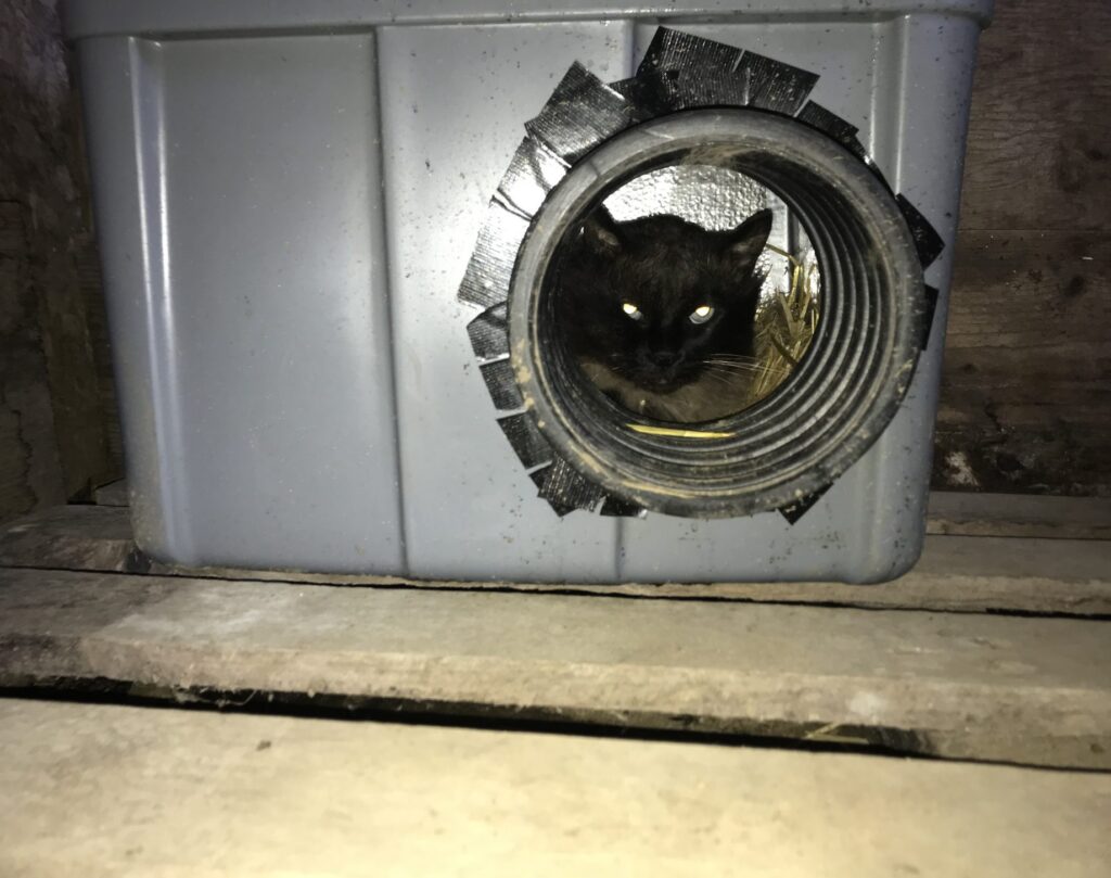 Black cat peers out of the round entrance of an insulated storage bin shelter lined with straw
