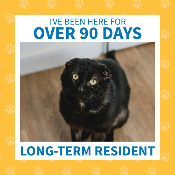 long-term resident frame over cat image