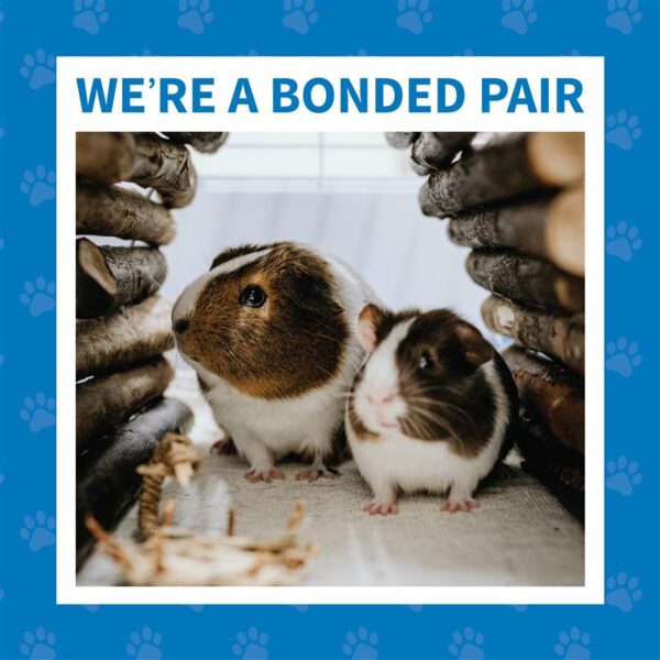 boned pair frame 2 guinea pigs