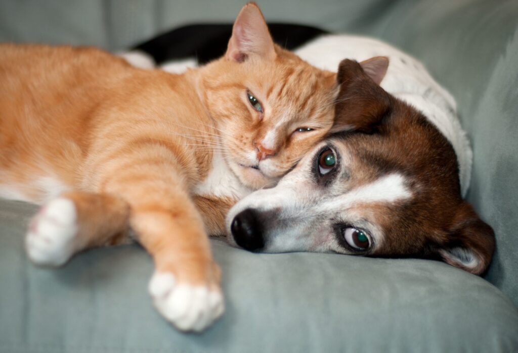 Orange cat and brown and white dog cuddled together on a couch