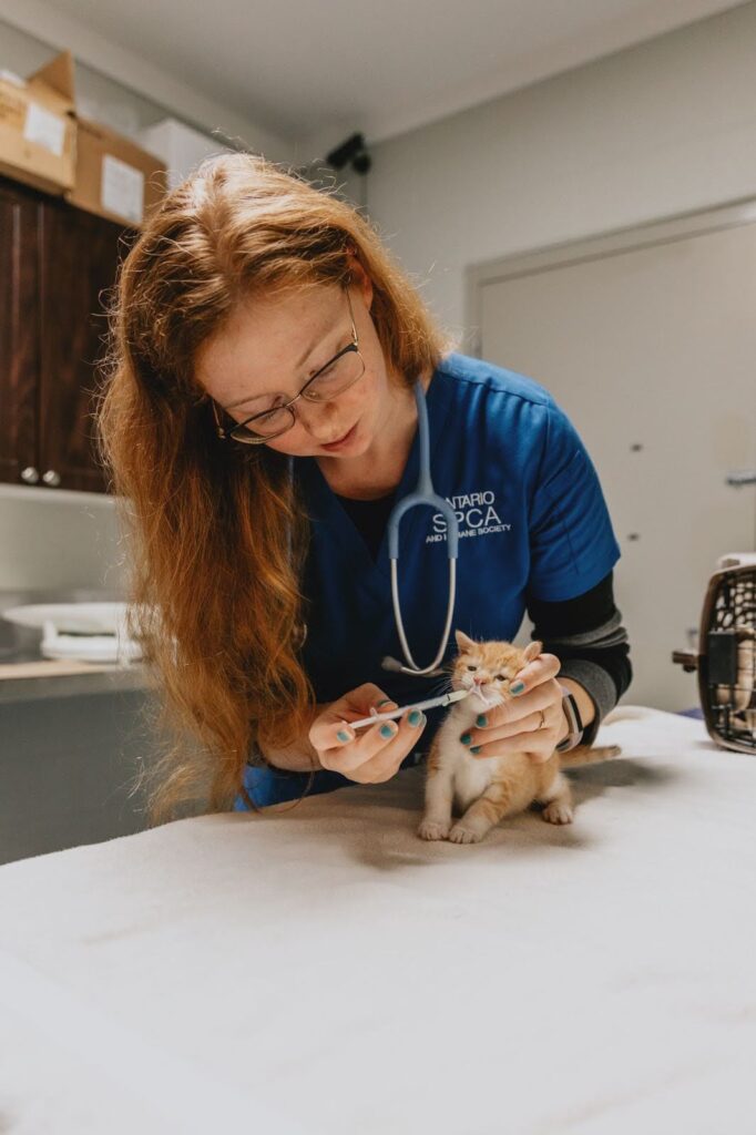 A woman in a blue shirt gently gives medicine to a small kitten she is holding.