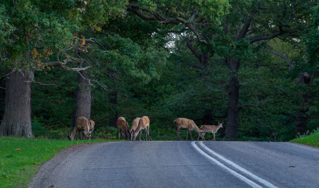 **28.** Herd of deer grazing and crossing a quiet road bordered by mature trees in a forested area.