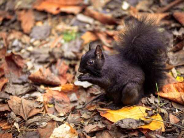 squirrel