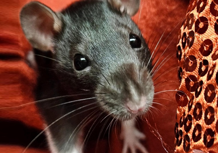 Brown rat on red blanket, looking at camera