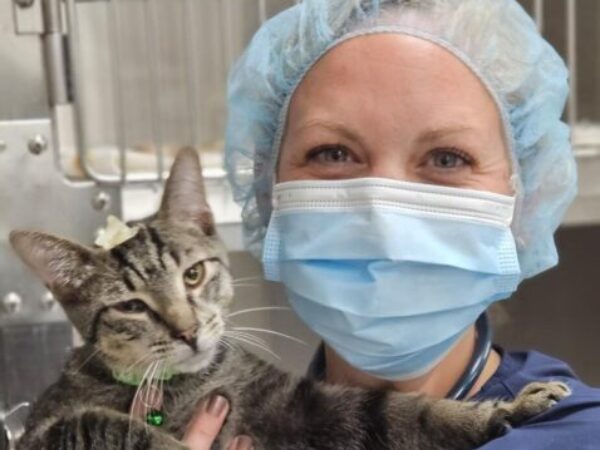 vet with cat