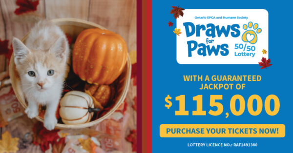 kitten and pumpkin lottery