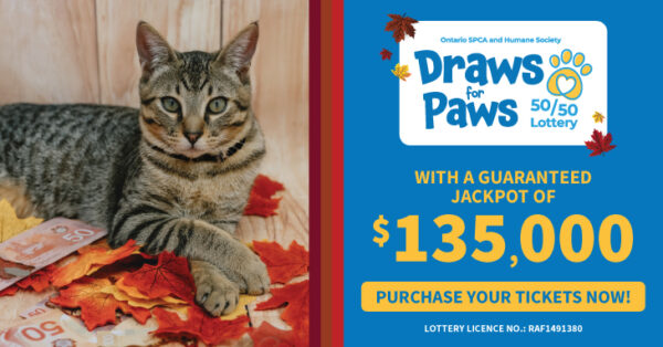 cat looking into camera lottery