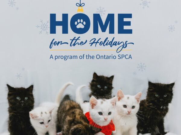 home for the holidays