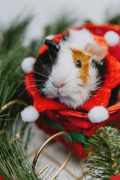 Guinea pig in Christmas costume