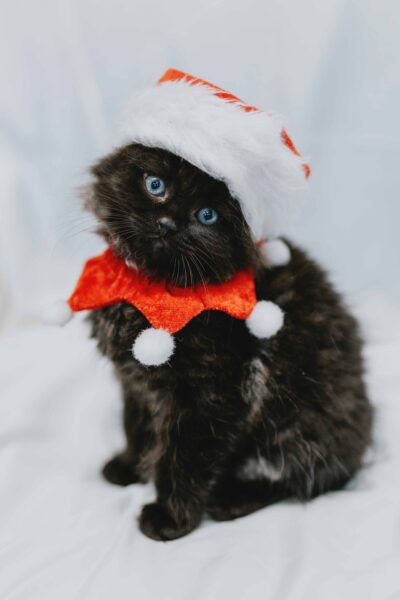 kitten in Christmas costume