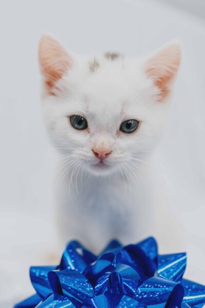 kitten with blue bow