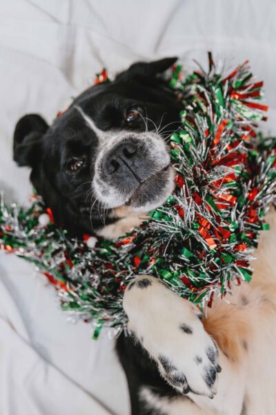 dog wearing a wreath