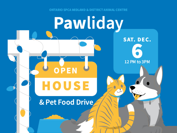 animated dog and cat open house