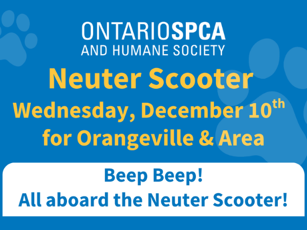 neuter scooter