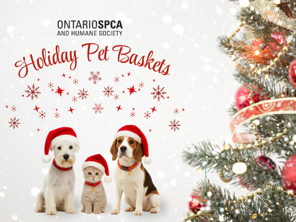 event image with pets in Santa hats