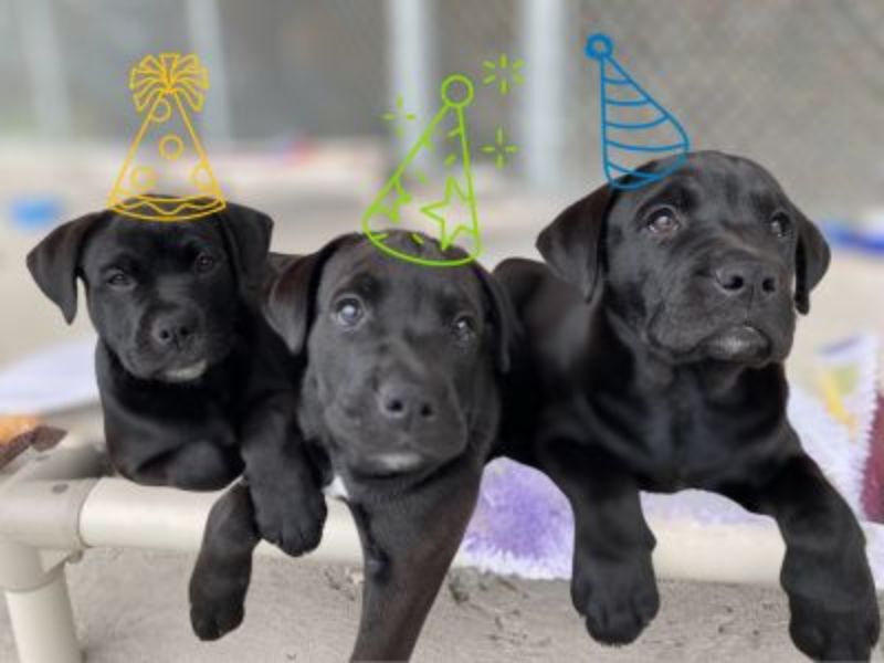 three black puppies laying beside each other looking at camera and wearing illustrated party hats