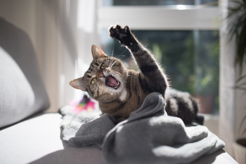 Cat laying on couch inside, wide mouth and pay outstretched towards camera.