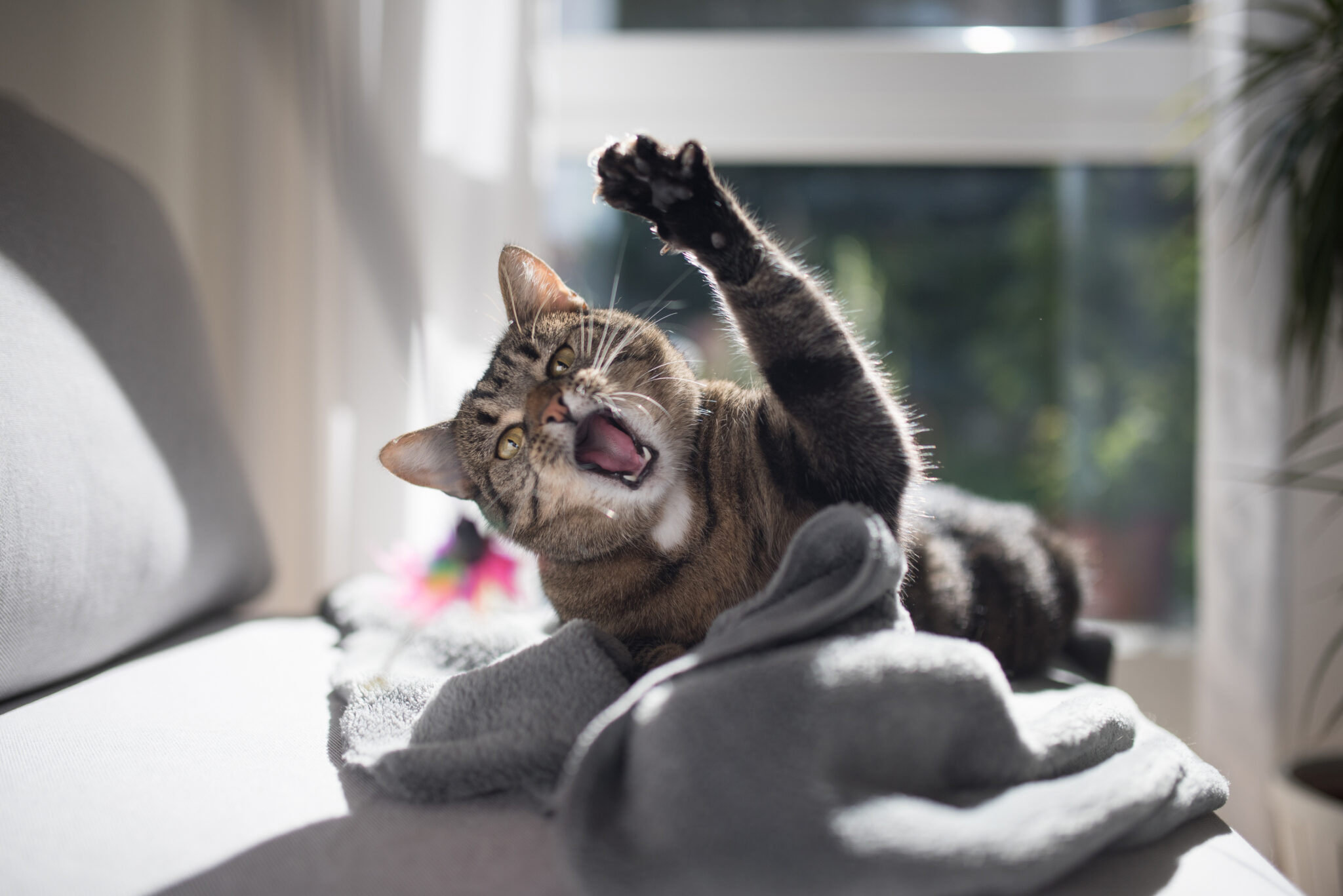 Understanding Play Aggression in Cats - Ontario SPCA