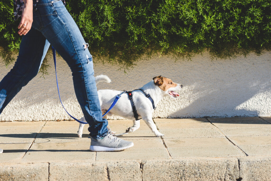 A dog walking on a loose-lease outside beside a person's legs.